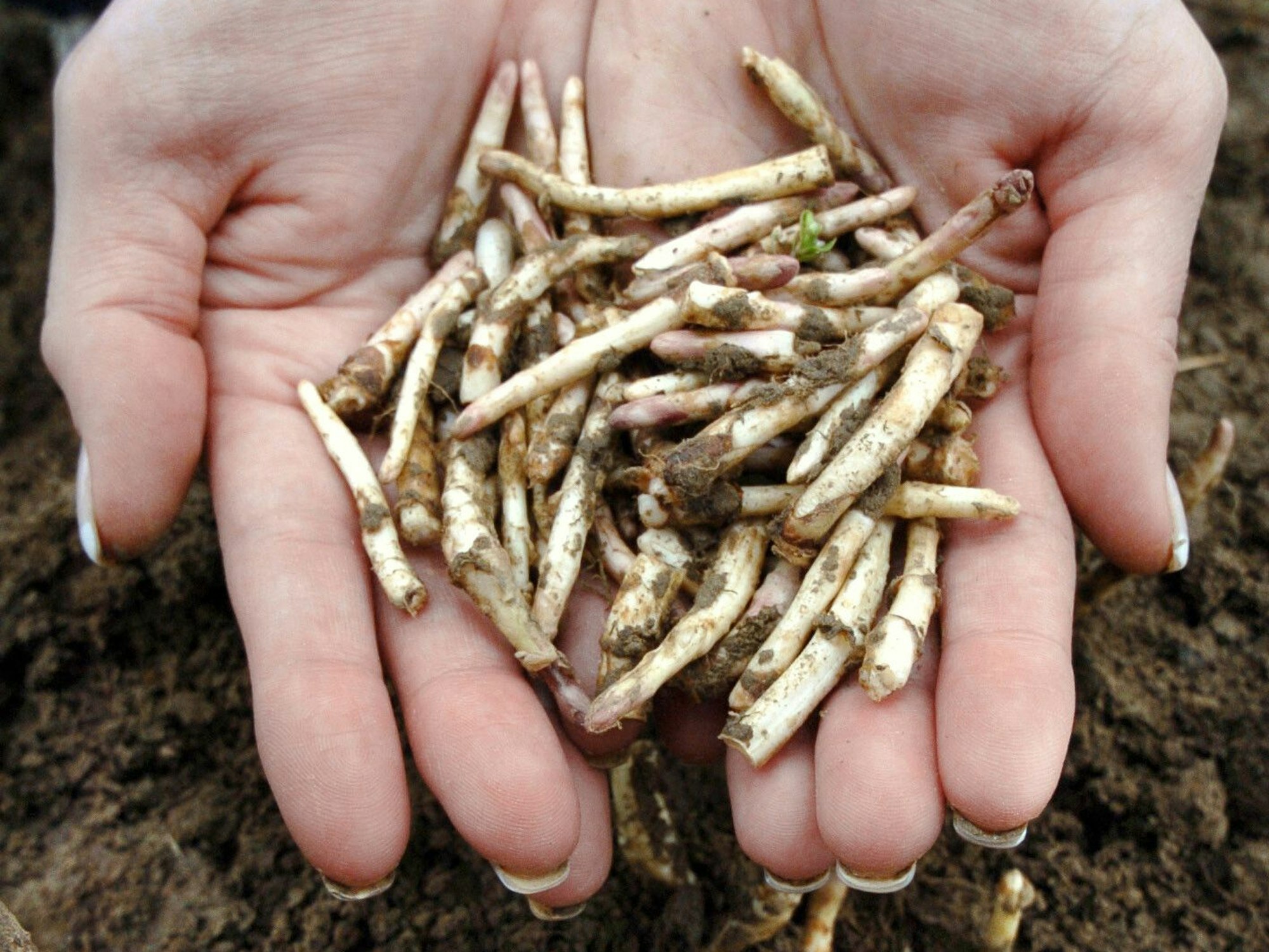 Zwei Hände halten einen Haufen Hopfensprossen