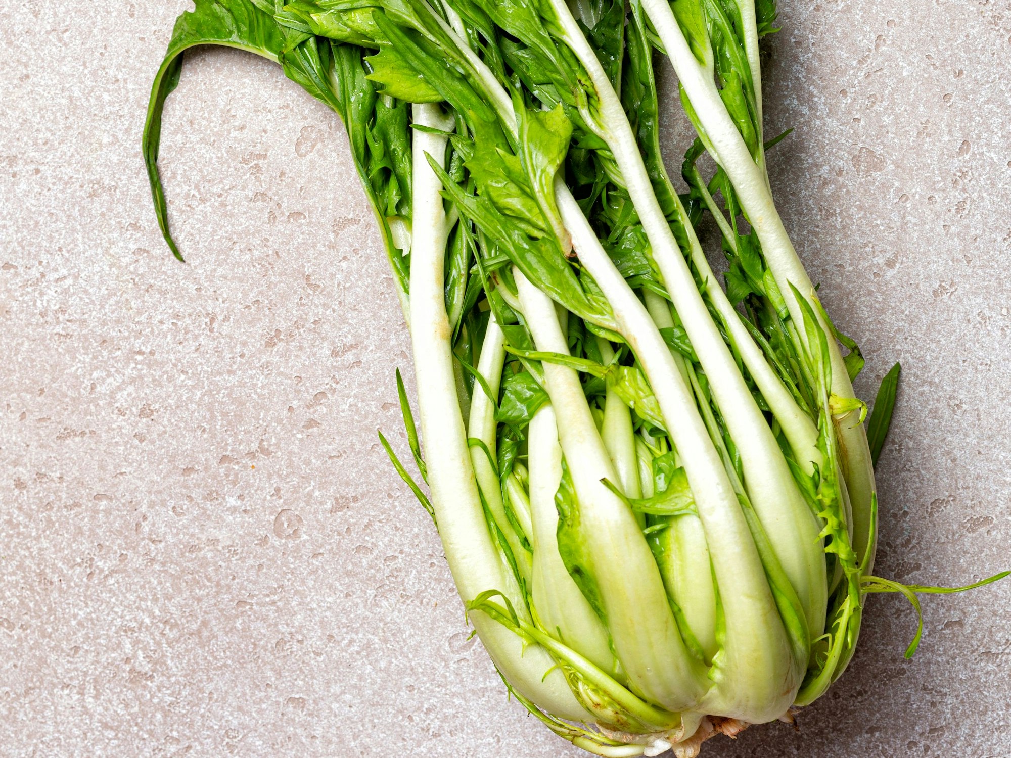 Ein Kopf Puntarelle, eine Art Chicoreé