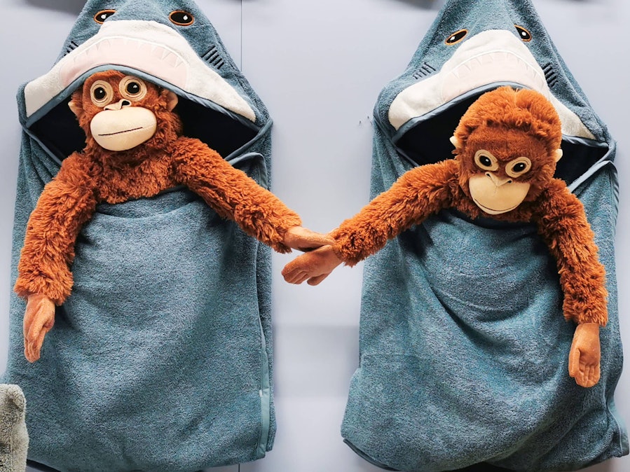 Zwei Plüsch-Orang-Utans in Haifisch-Badetüchern