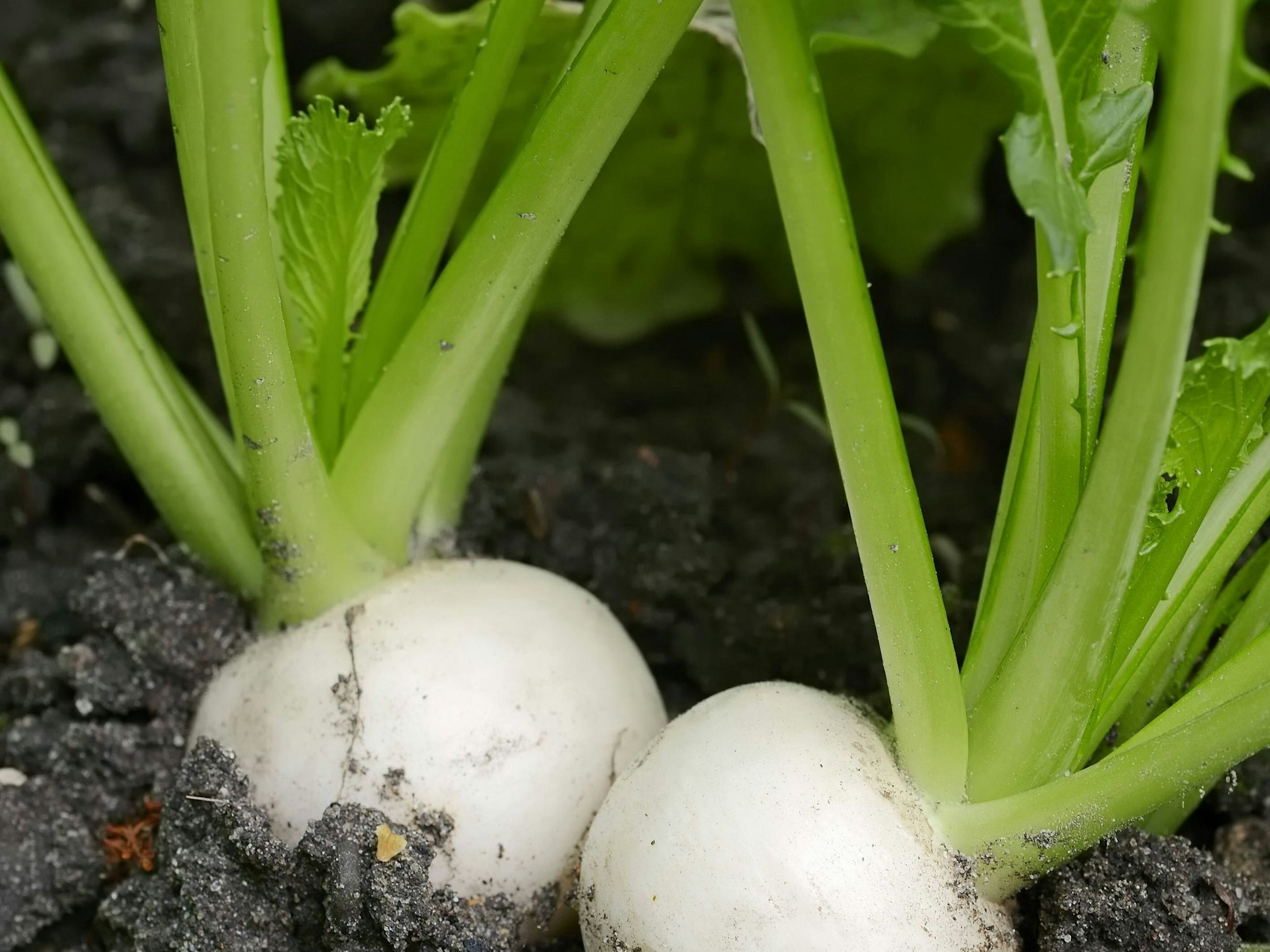 Mairübe oder Nevette Brassica