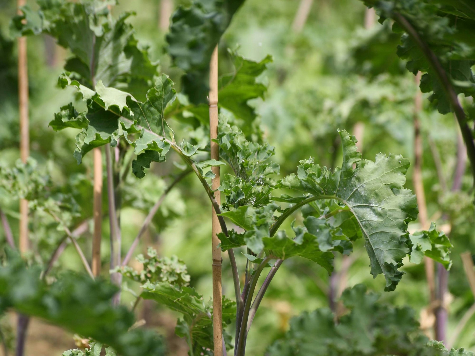 Lippische Palme ist eine fast ausgestorbene Grünkohlart