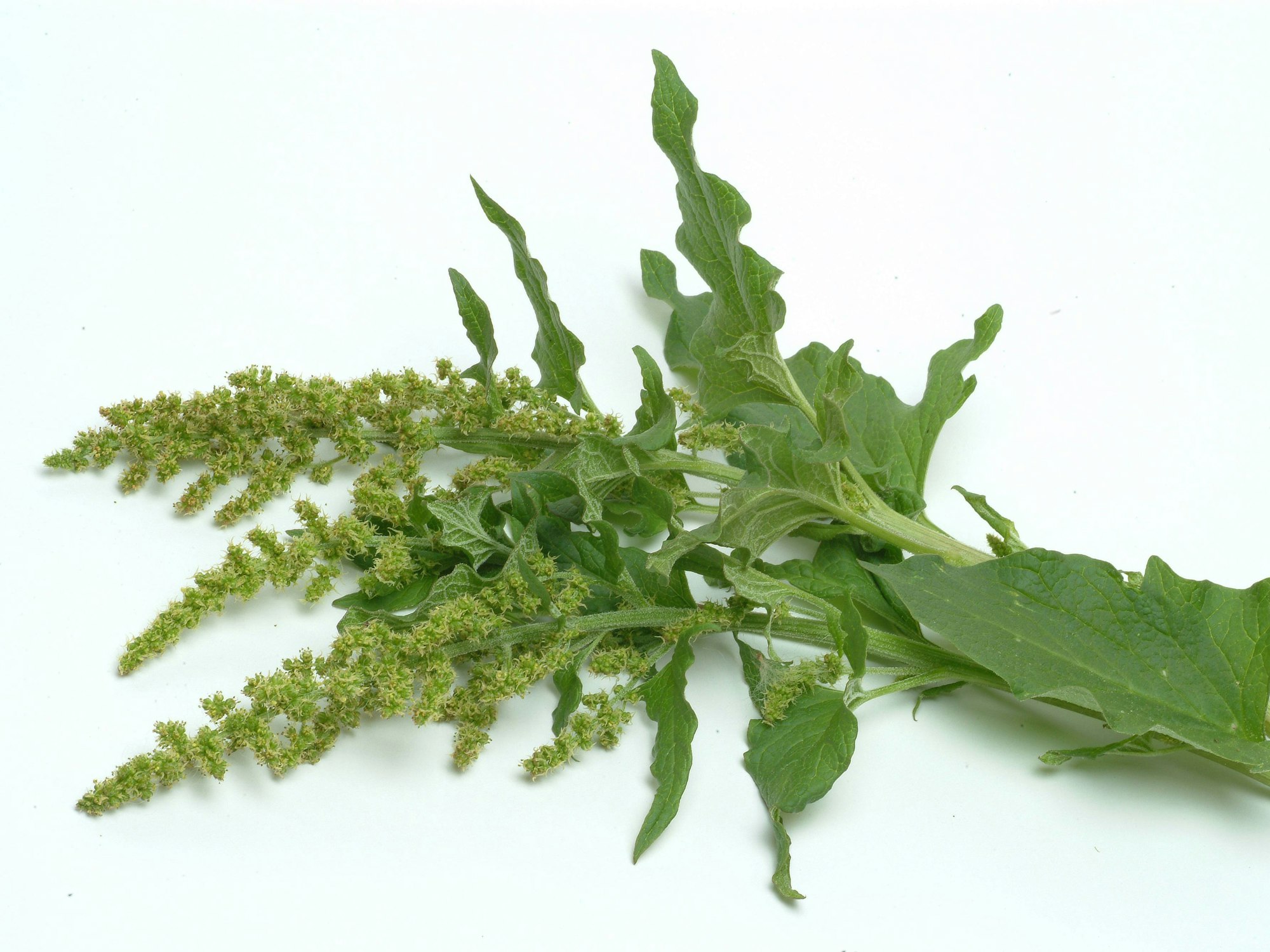 Stengel mit Blüten der Gemüsesorte Guter Heinrich