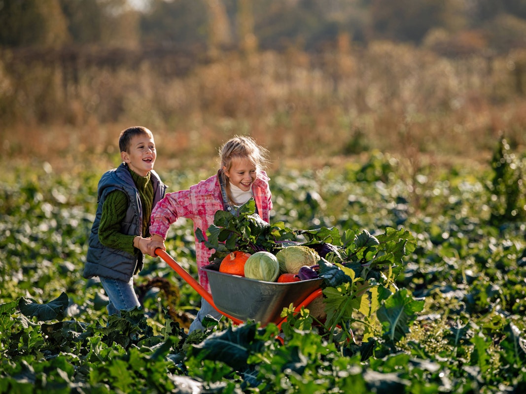 Zwei Kinder schieben eine Schubkarre mit Gemüse durch ein Feld