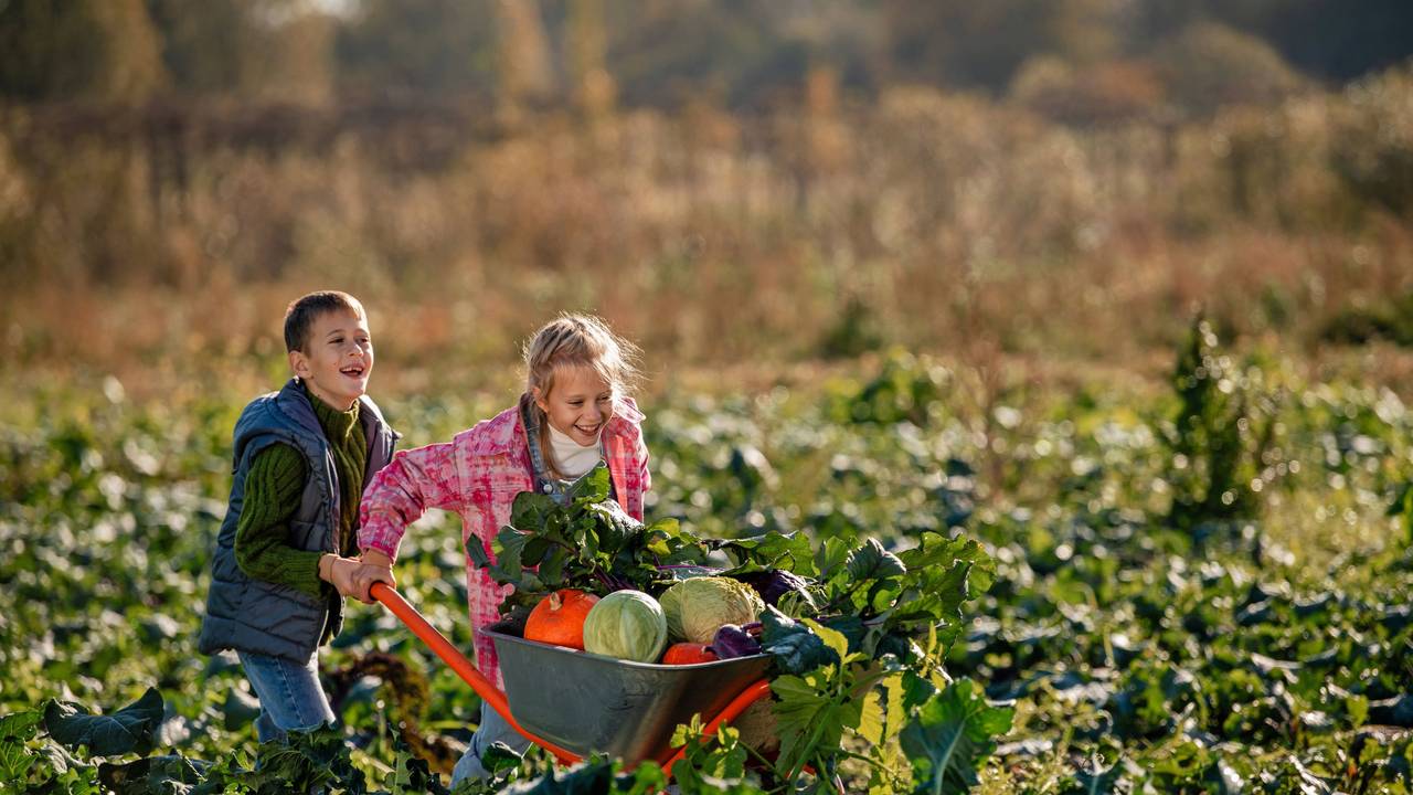 Zwei Kinder schieben eine Schubkarre mit Gemüse durch ein Feld