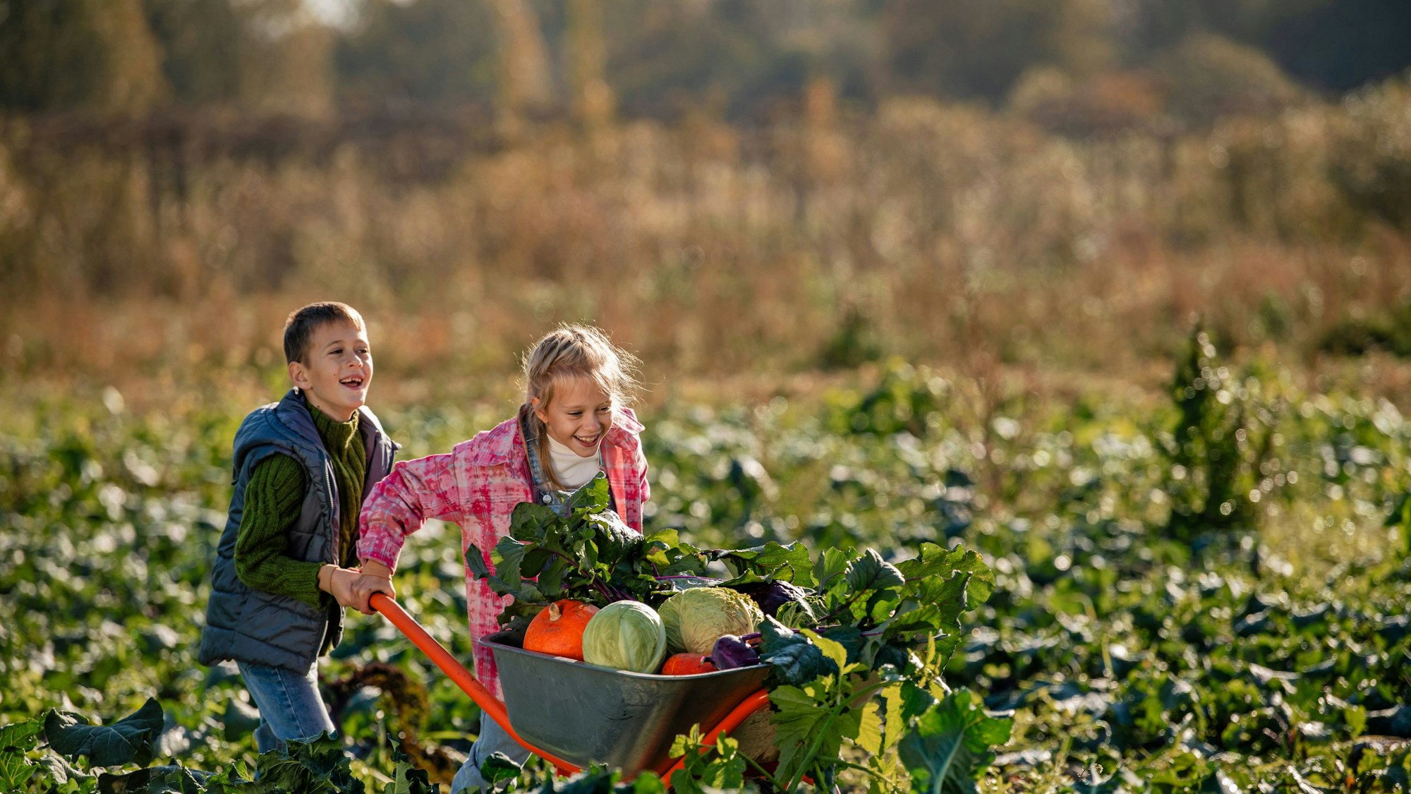 Zwei Kinder schieben eine Schubkarre mit Gemüse durch ein Feld