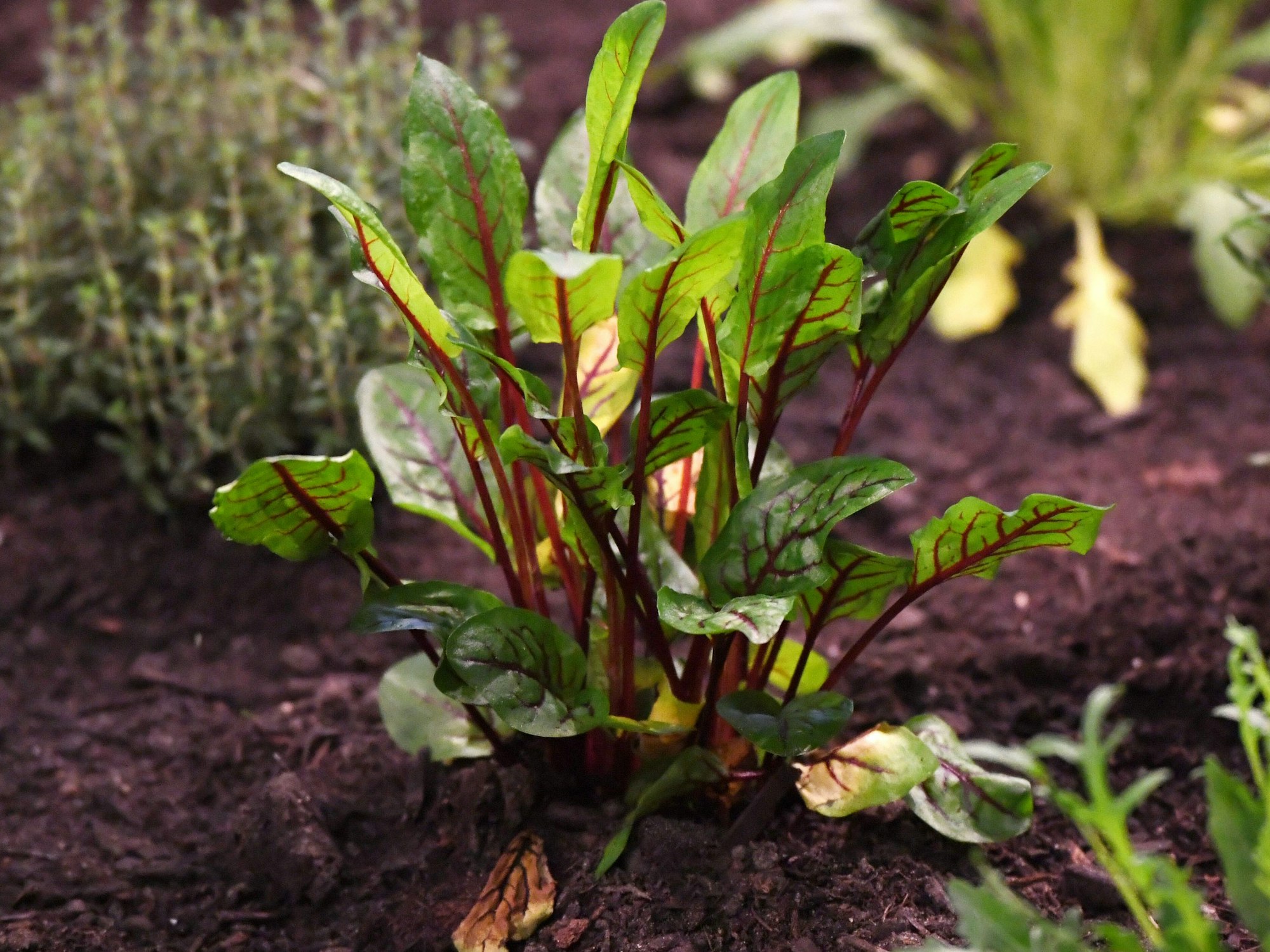 Sauerampfer steht in einem Beet, im Hintergrund Rauke und Thymian