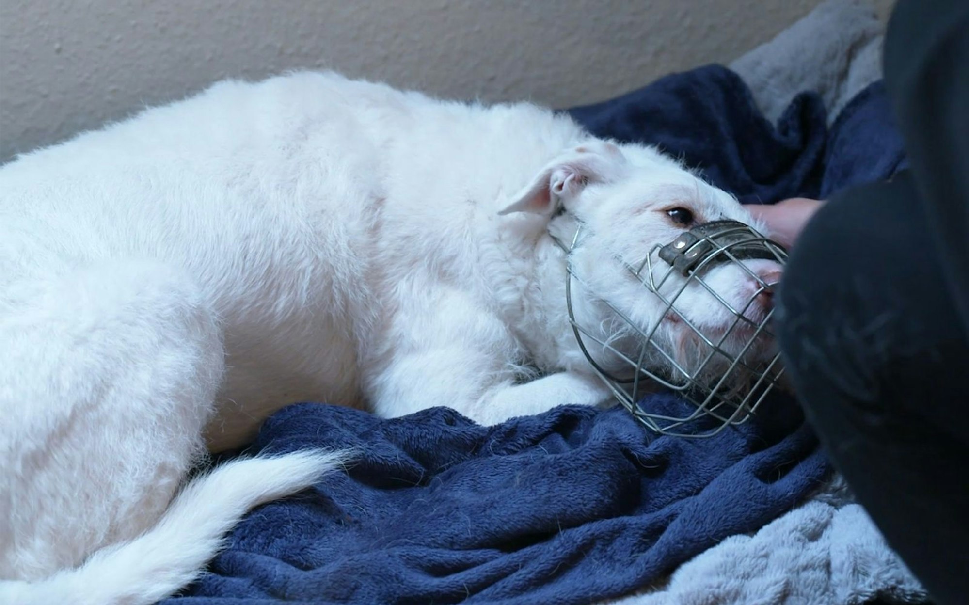 Der Mischling wurde in Spanien als Hofhund gehalten, durfte nur zur Jagd raus. (Bild: RTL)