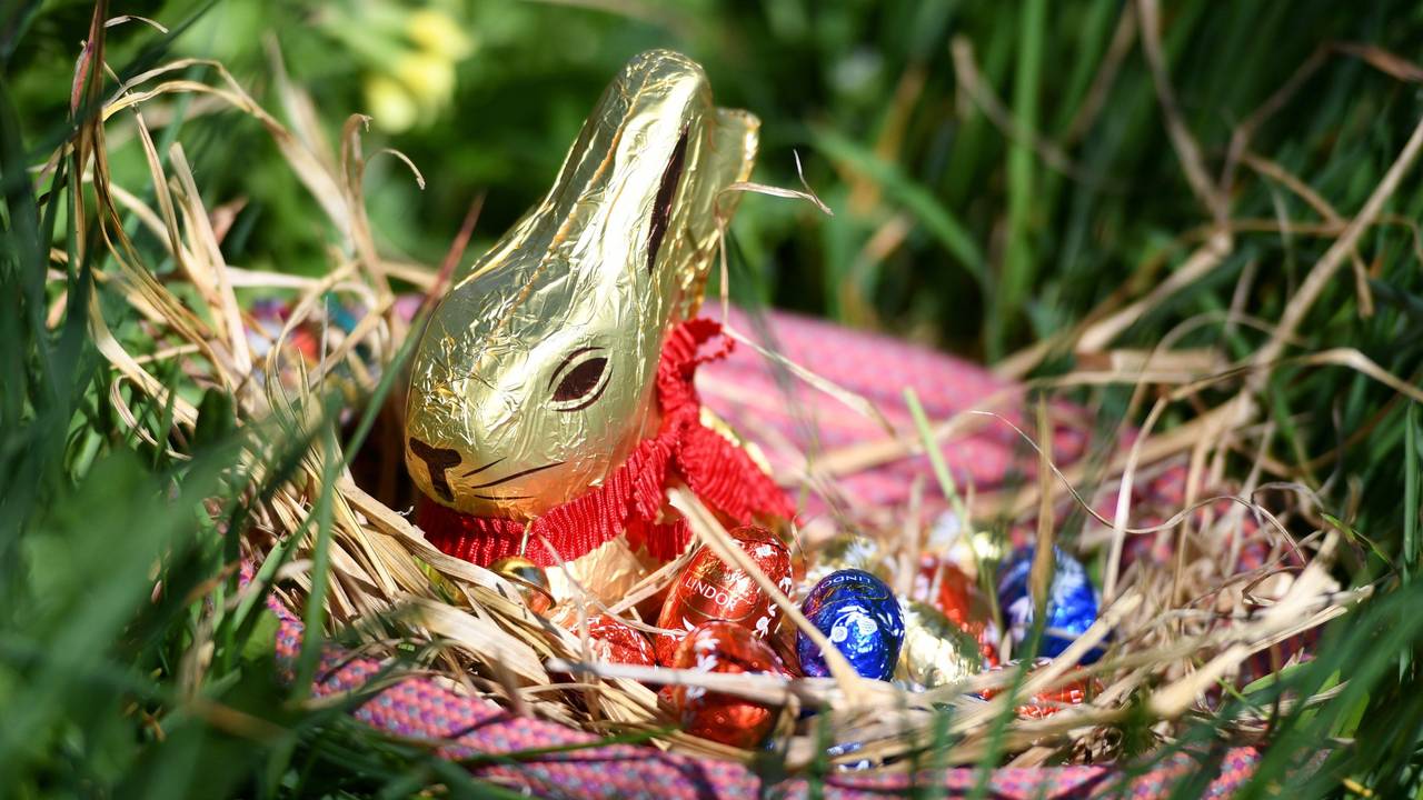 Ein Osternest mit Schokohase und Schokoladeneiern ist im Garten zwischen Frühlingsblumen versteckt.