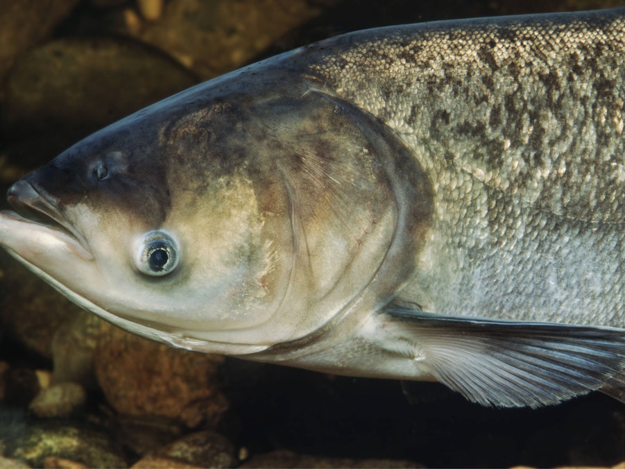Ein Marmorkarpfen unter Wasser