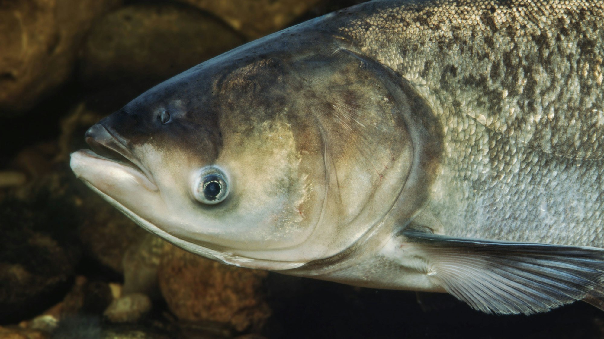 Ein Marmorkarpfen unter Wasser