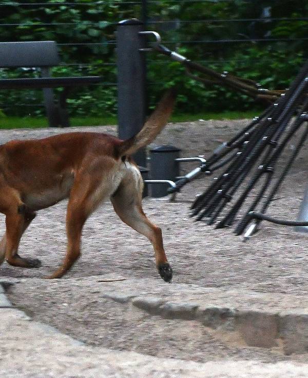 Ein Polizeihund sucht am 23.05.2017 in Berlin am Kottbusser Tor nach einem Hinweis auf einem Spielplatz nach Drogen.