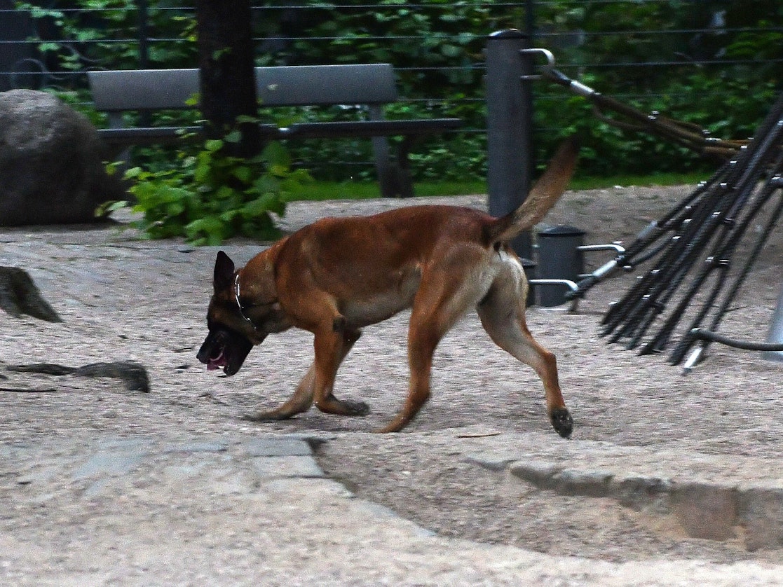 Ein Polizeihund sucht am 23.05.2017 in Berlin am Kottbusser Tor nach einem Hinweis auf einem Spielplatz nach Drogen.