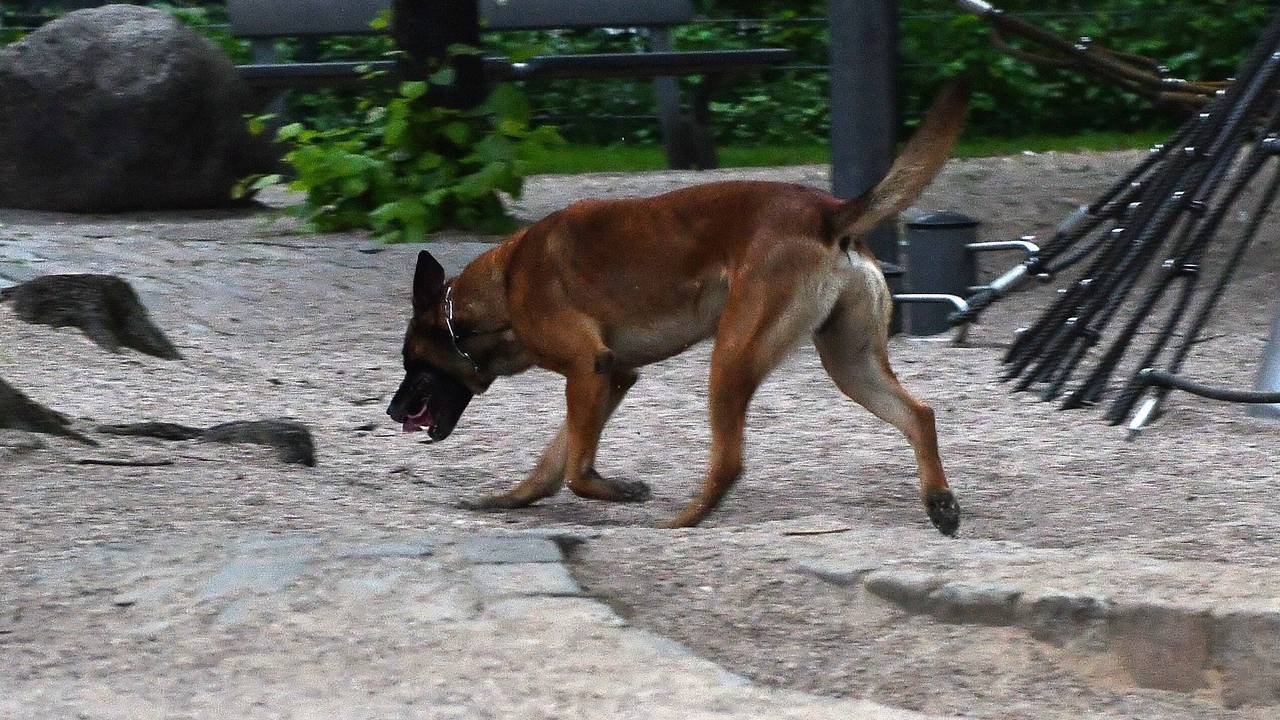 Ein Polizeihund sucht am 23.05.2017 in Berlin am Kottbusser Tor nach einem Hinweis auf einem Spielplatz nach Drogen.