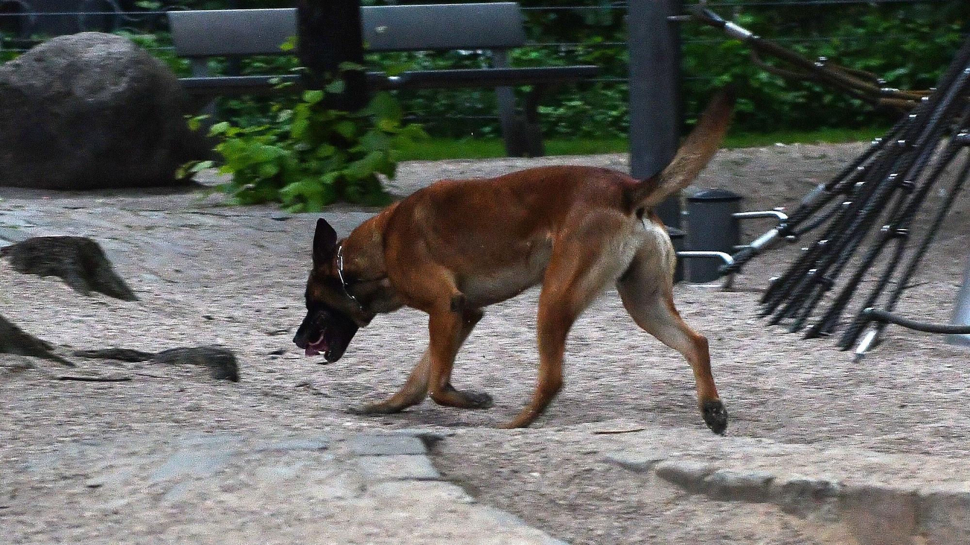 Ein Polizeihund sucht am 23.05.2017 in Berlin am Kottbusser Tor nach einem Hinweis auf einem Spielplatz nach Drogen.