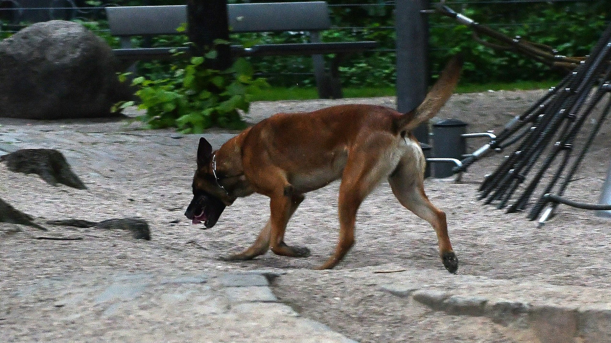 Ein Polizeihund sucht am 23.05.2017 in Berlin am Kottbusser Tor nach einem Hinweis auf einem Spielplatz nach Drogen.