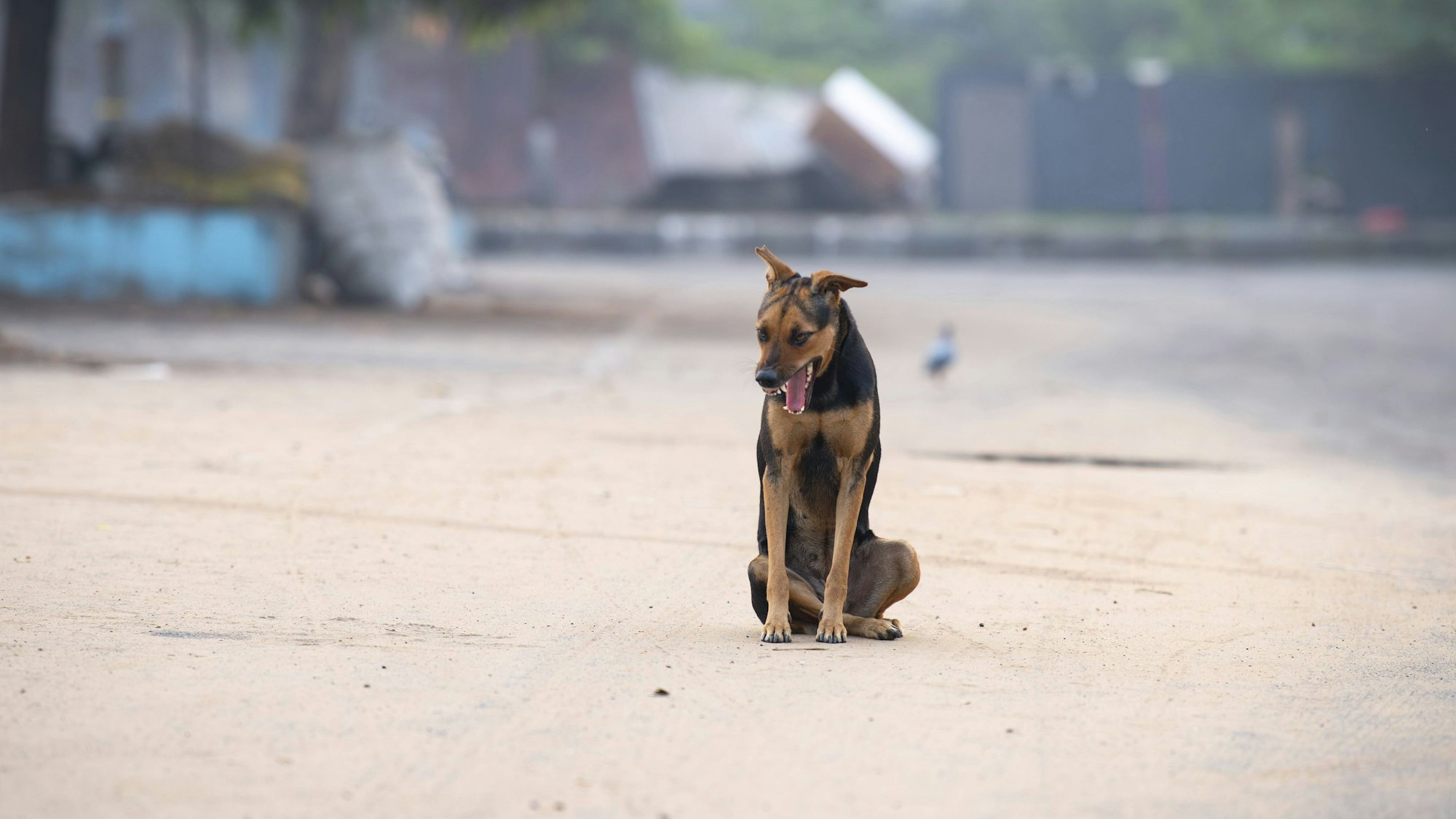 Ein obdachloser Straßenhund sitzt