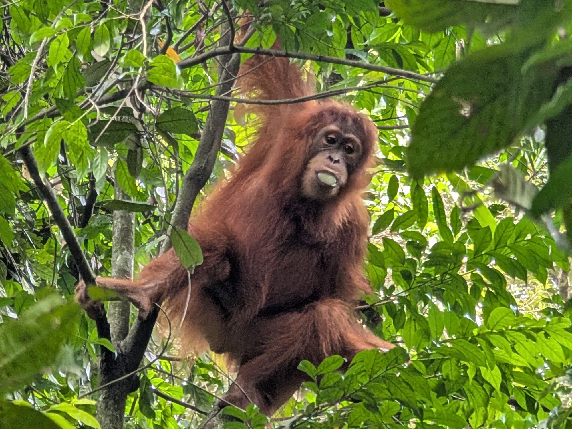 Ein Affe mit rötlich-braunem Fell hängt an einem Arm in einem Baum und isst
