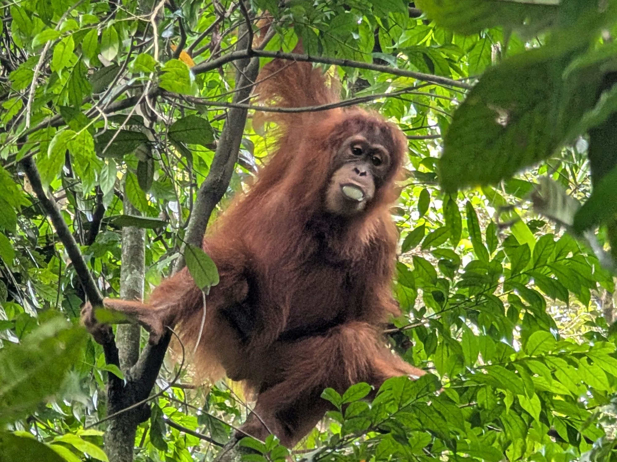Ein Affe mit rötlich-braunem Fell hängt an einem Arm in einem Baum und isst