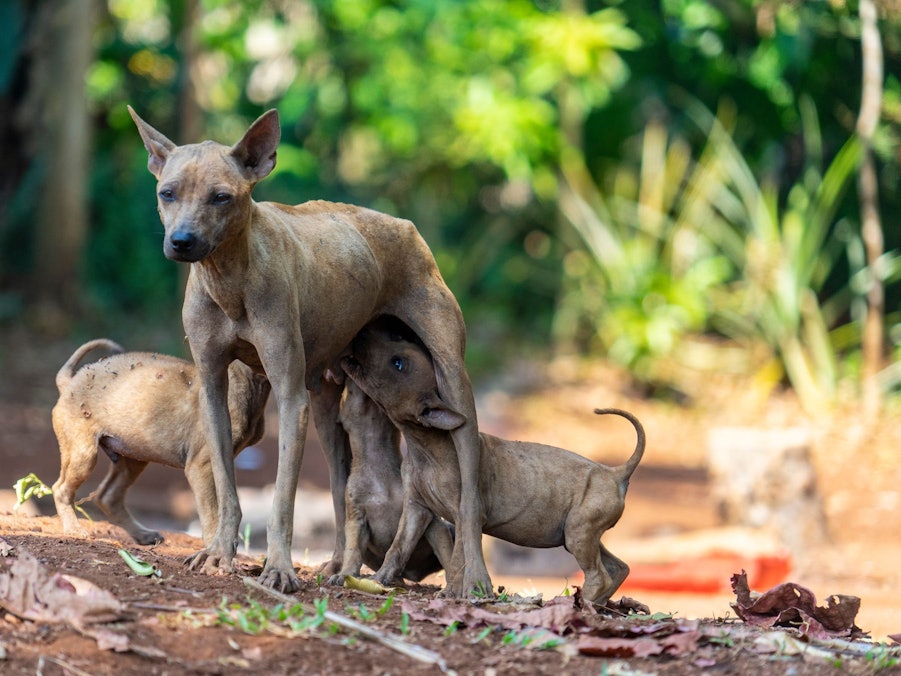 Straßenhunde in Kambodscha
