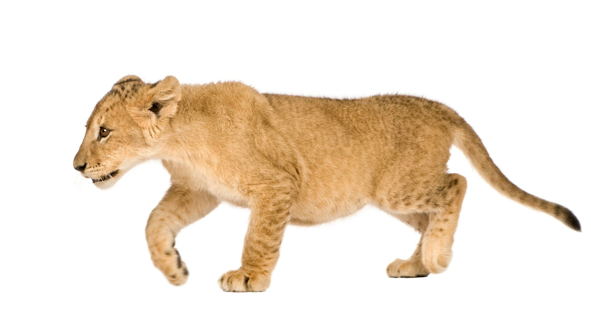 Ein kleines Löwenjunges geht