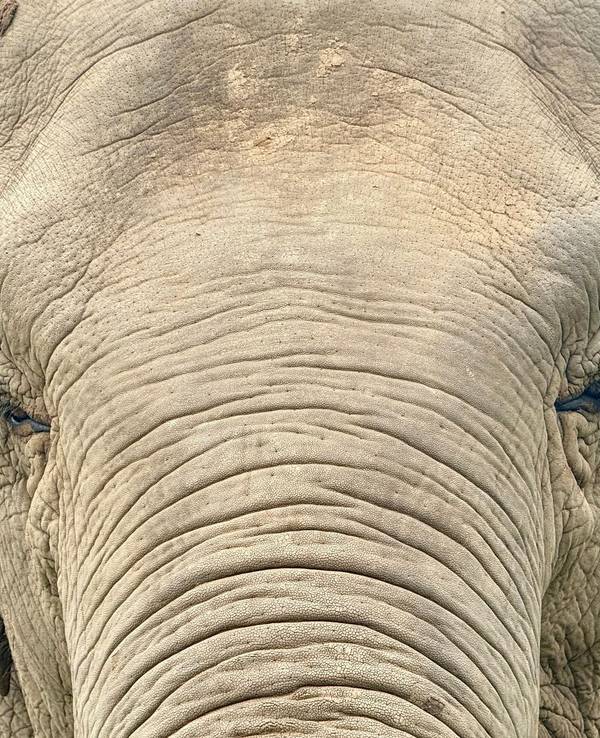Ein Elefant in Thailand