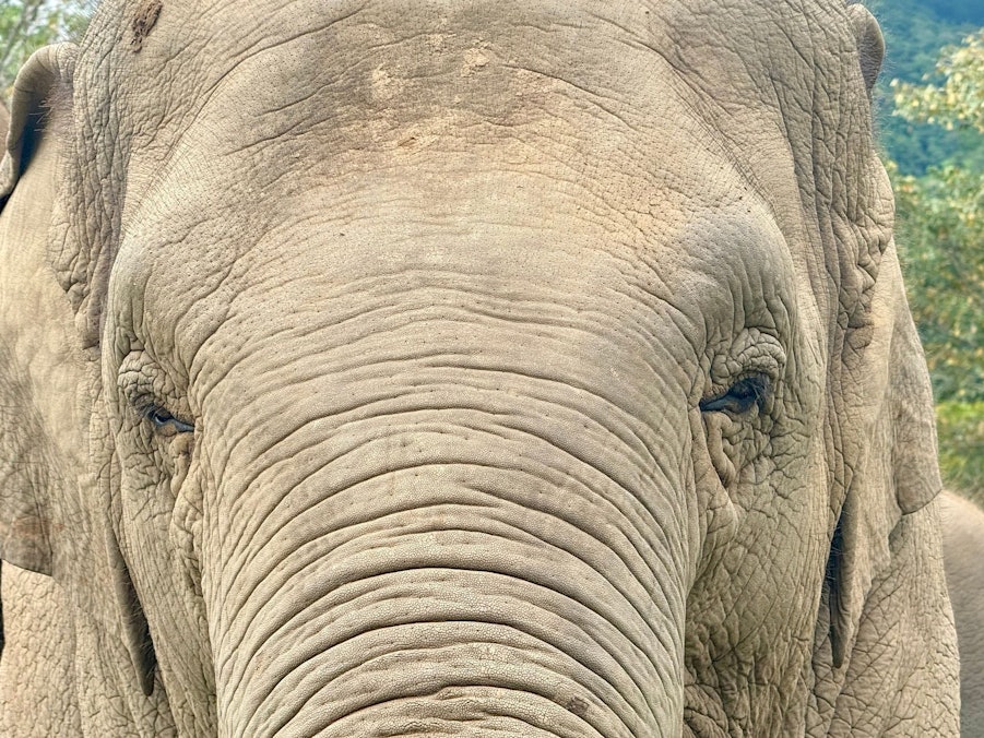 Ein Elefant in Thailand