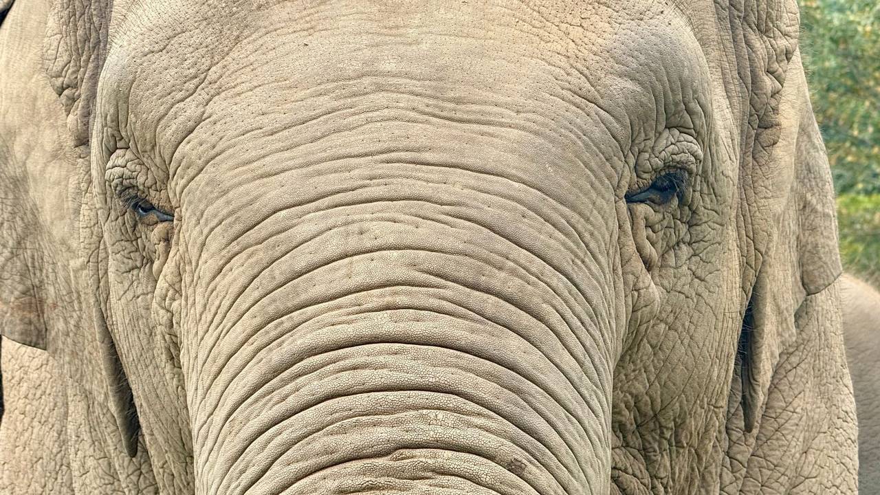 Ein Elefant in Thailand