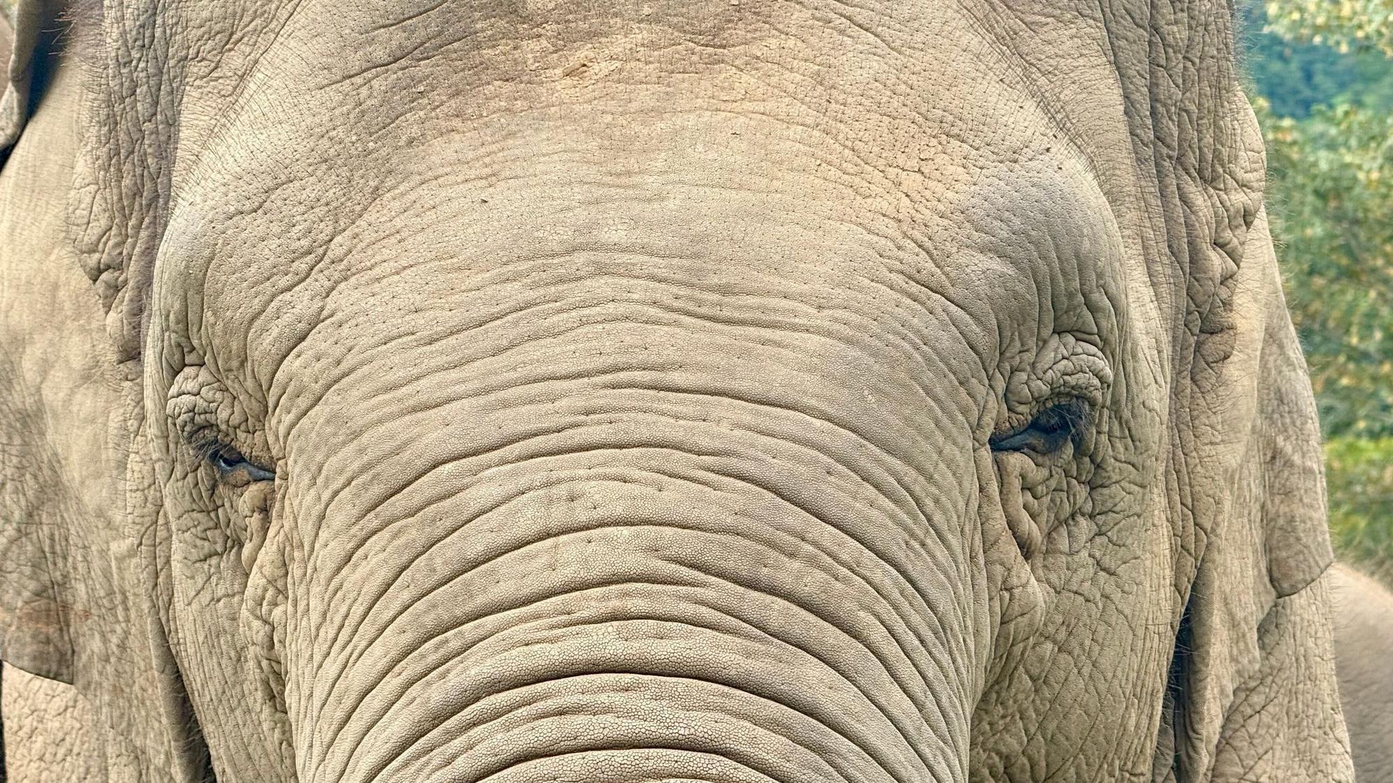 Ein Elefant in Thailand