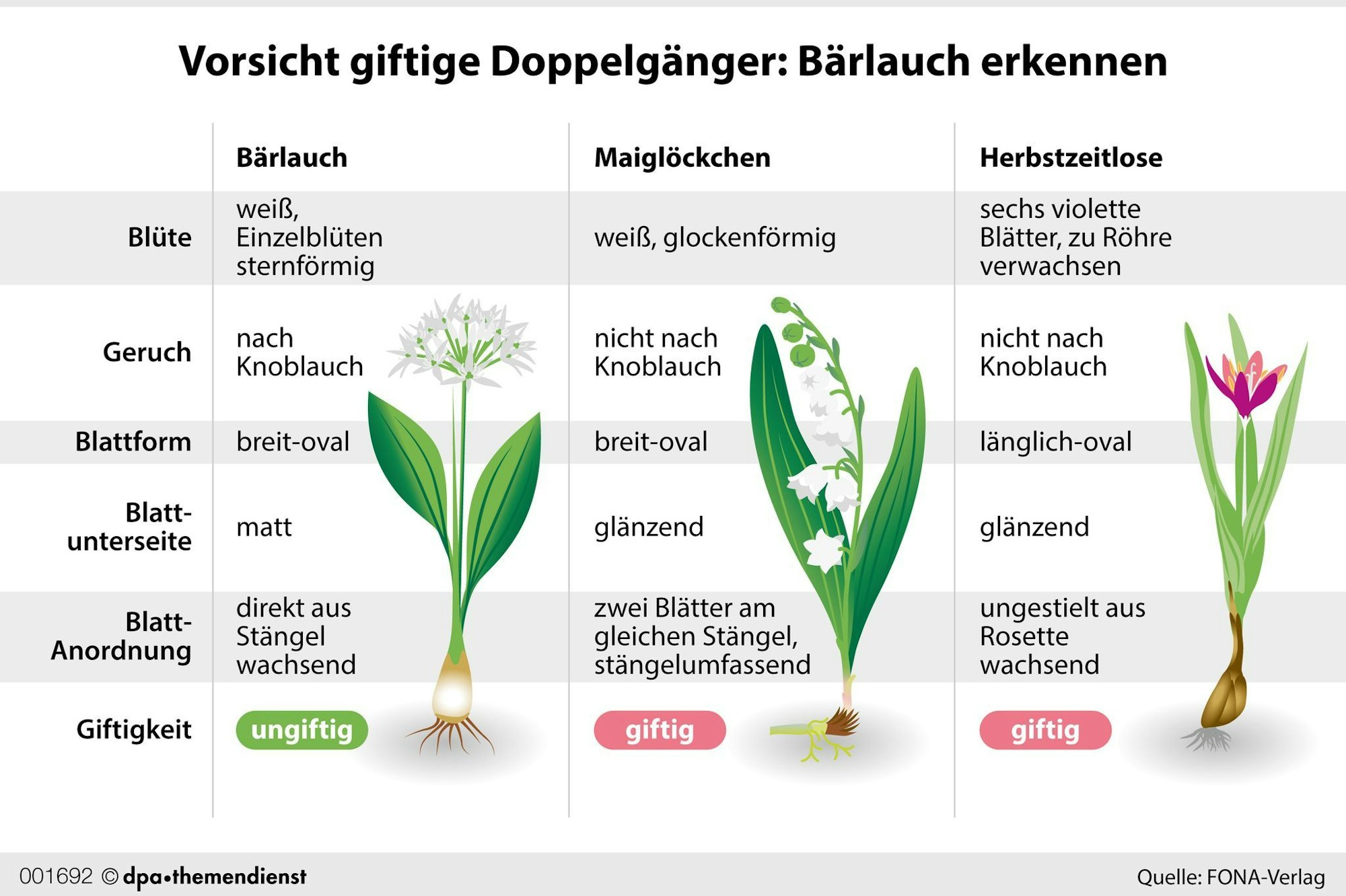 Bärlauch nicht mit Doppelgängern verwechseln