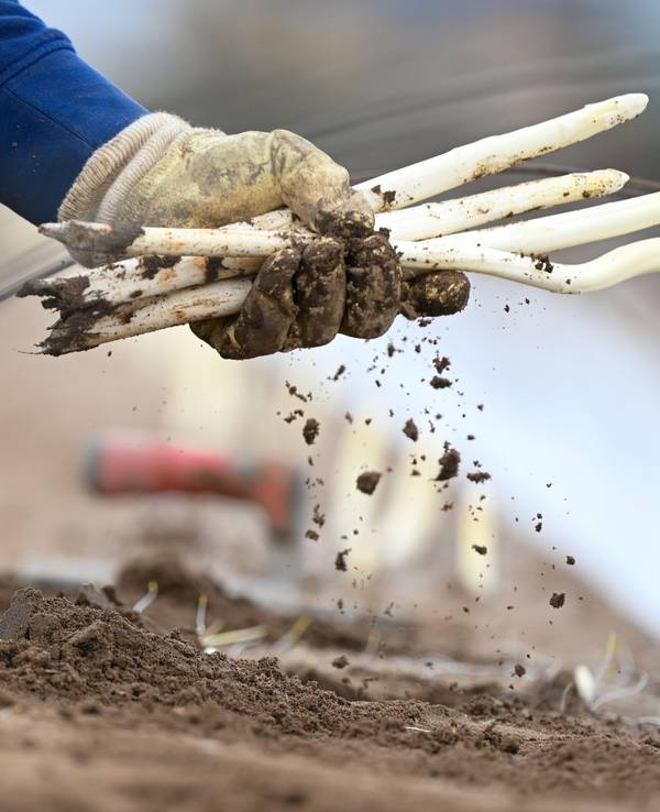 Arbeiter bei der Spargelernte