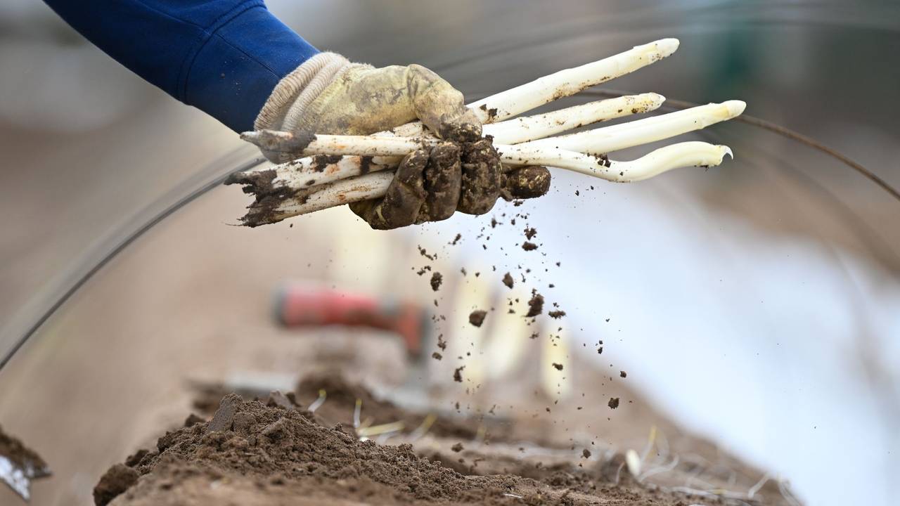 Arbeiter bei der Spargelernte