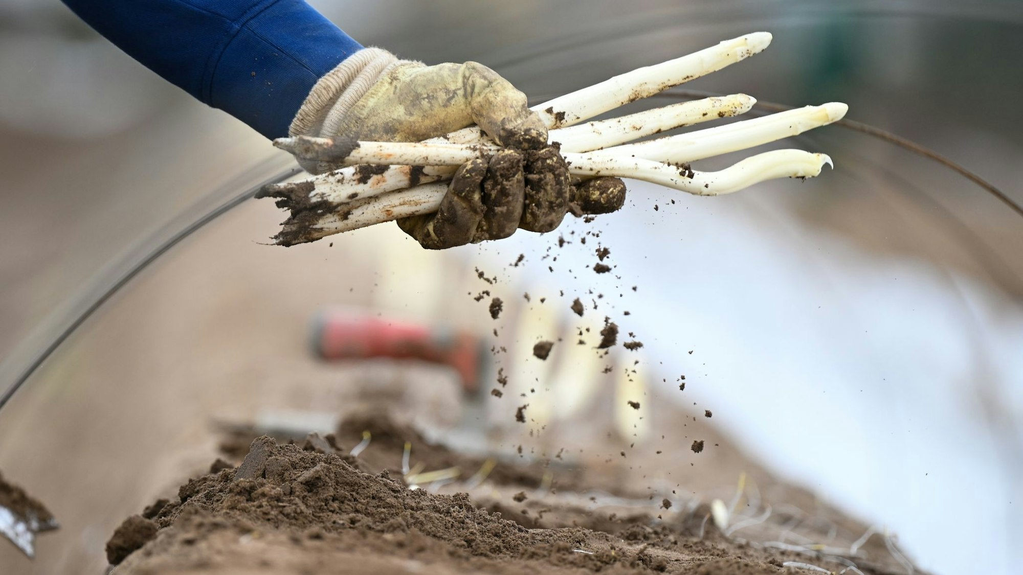 Arbeiter bei der Spargelernte