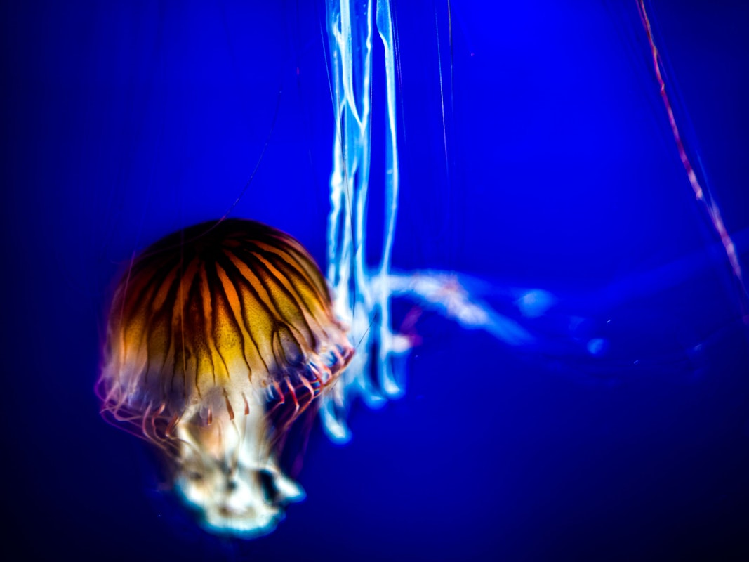 Quallen leuchten in der Tiefsee.