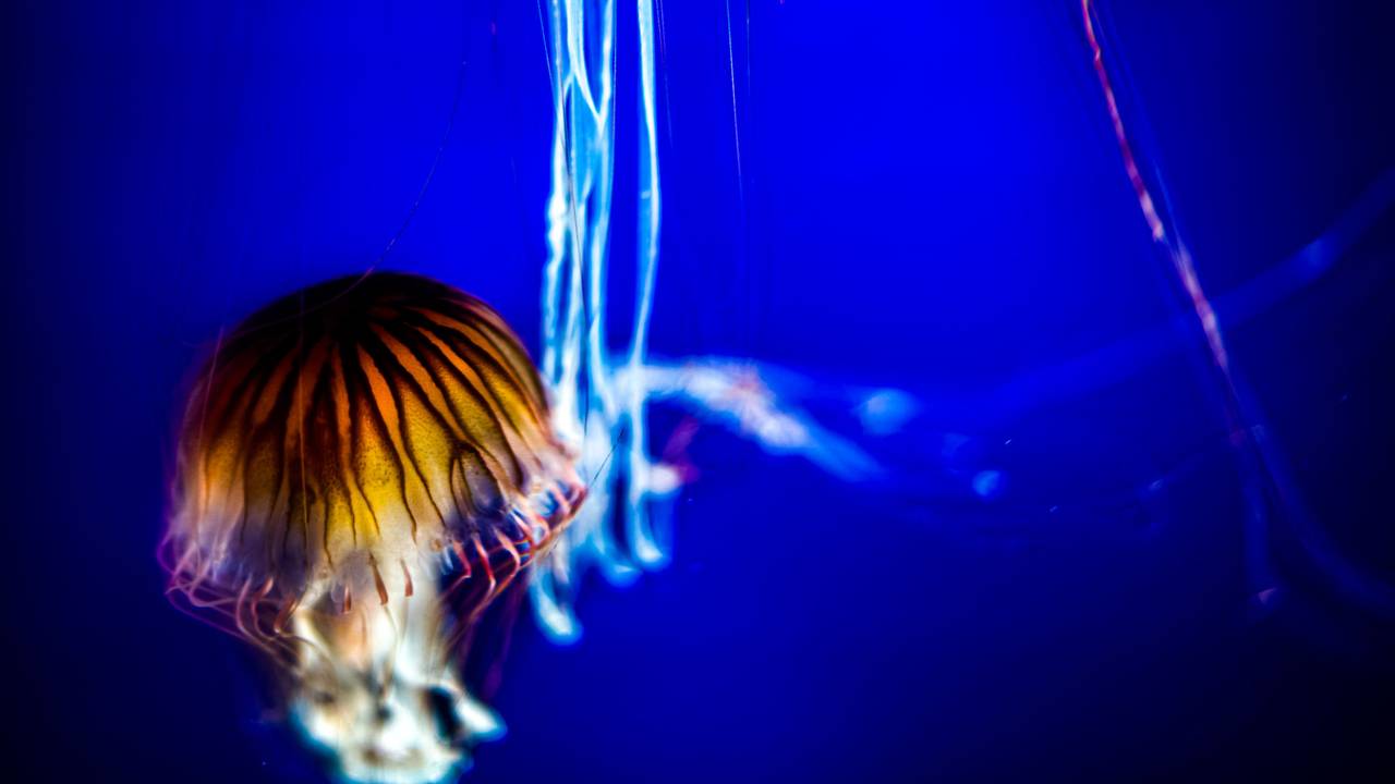 Quallen leuchten in der Tiefsee.