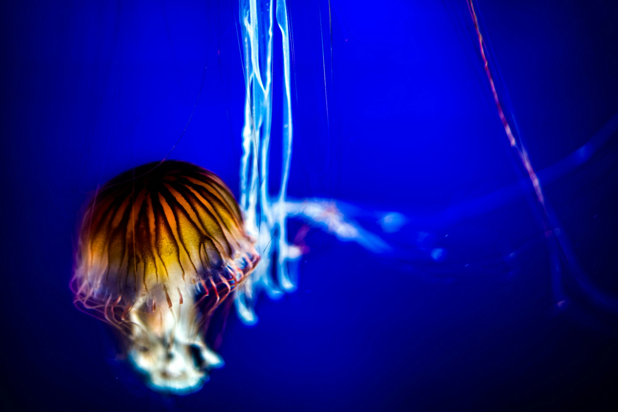 Quallen leuchten in der Tiefsee.