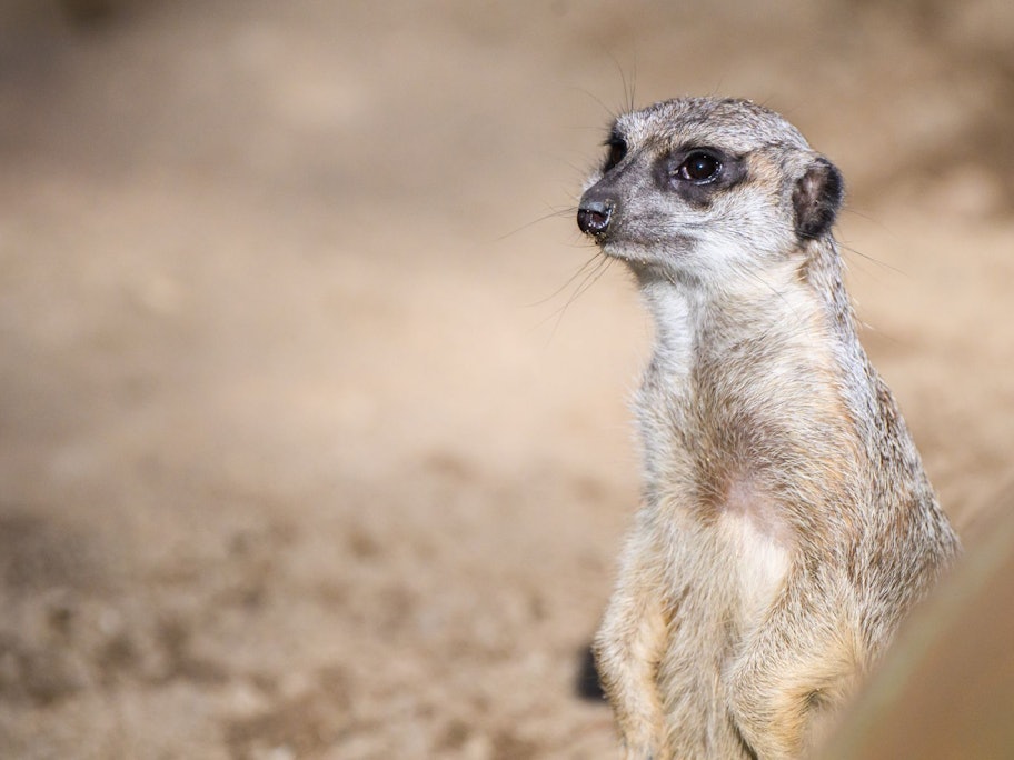 Klassenkuscheltier verloren