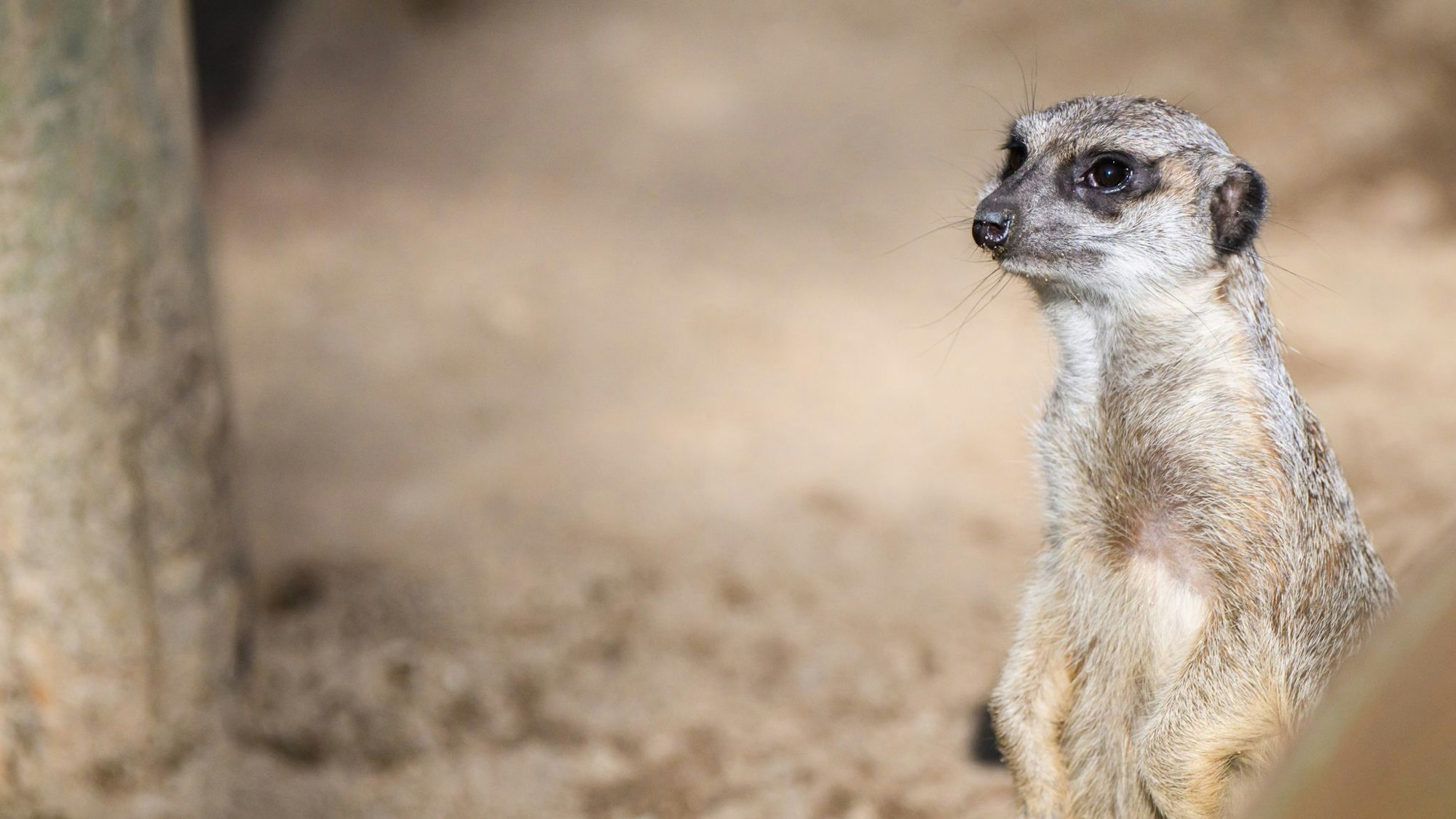 Klassenkuscheltier verloren