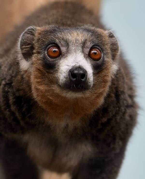 Ein Mongozmakis guckt in die Kamera.