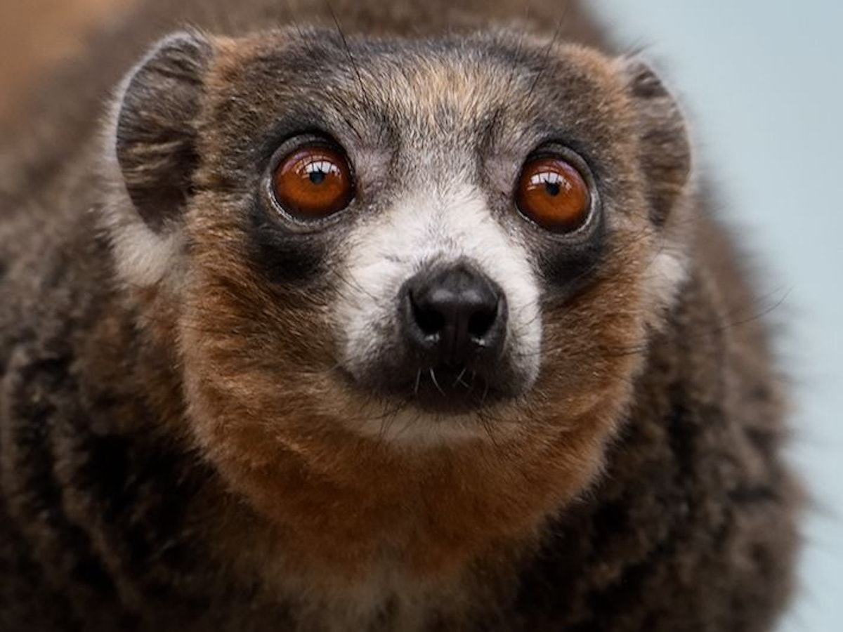 Ein Mongozmakis guckt in die Kamera.