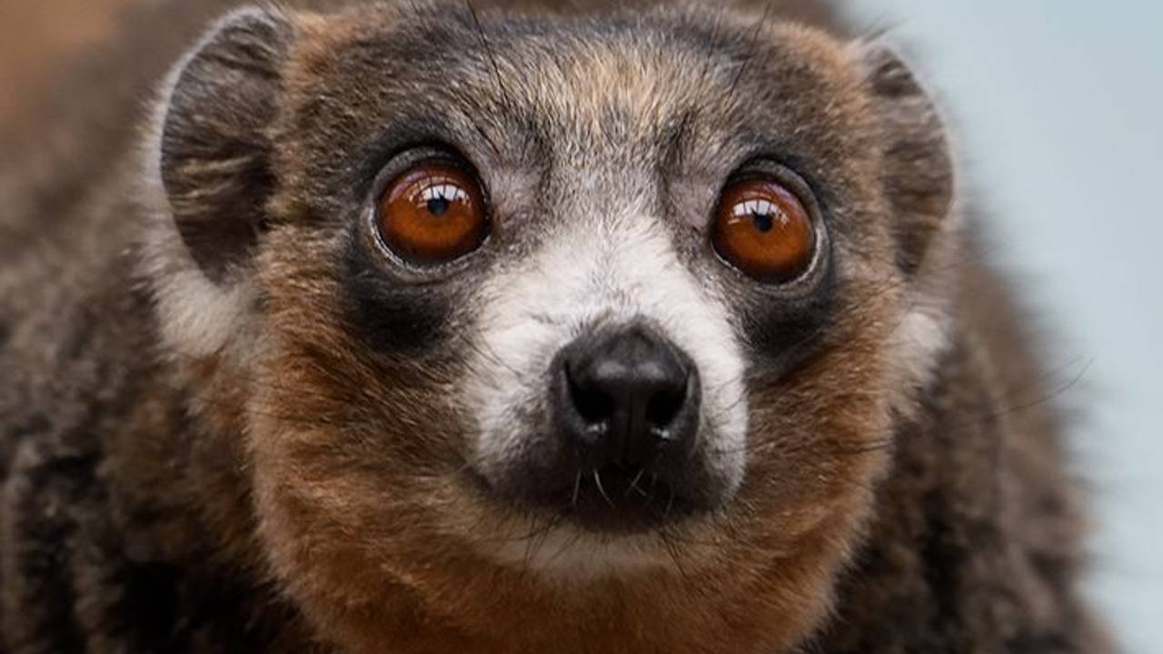 Ein Mongozmakis guckt in die Kamera.