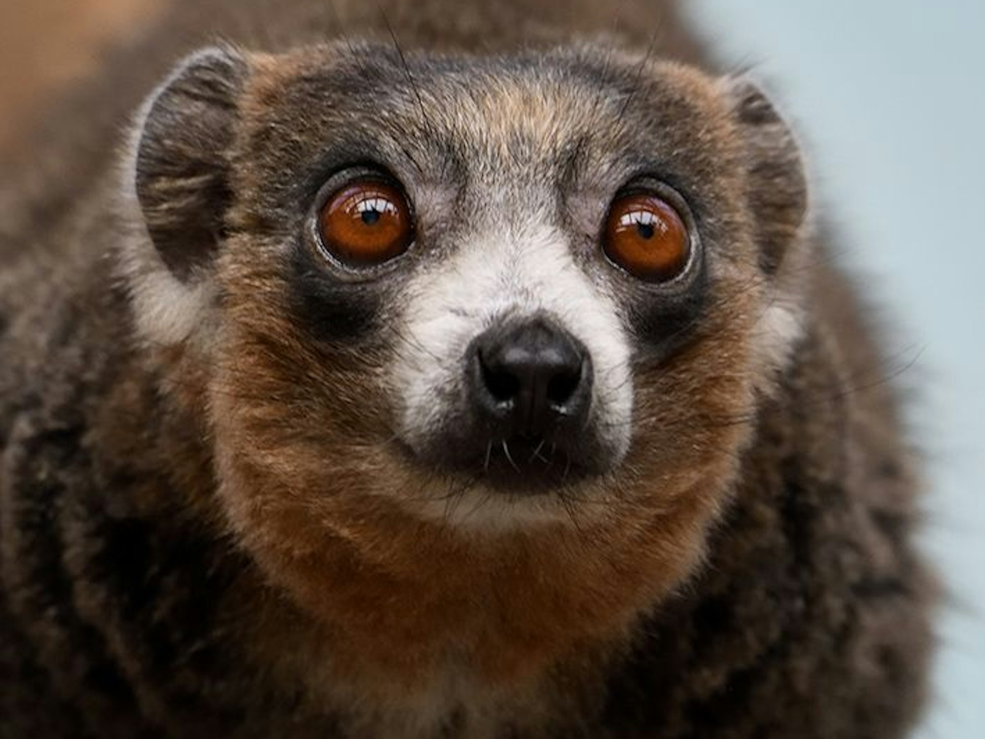 Ein Mongozmakis guckt in die Kamera.