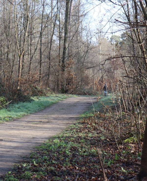 Ein Weg führt durch einen Wald.