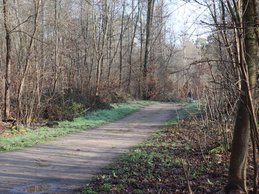 Ein Weg führt durch einen Wald.