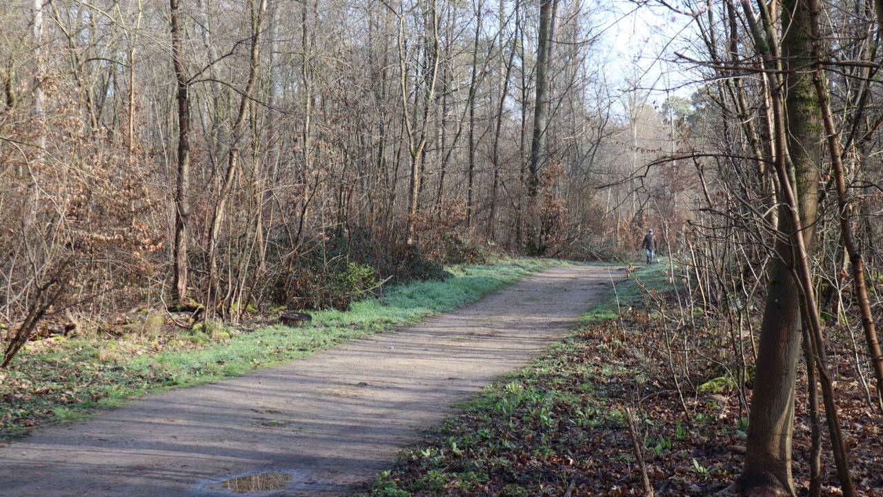 Ein Weg führt durch einen Wald.