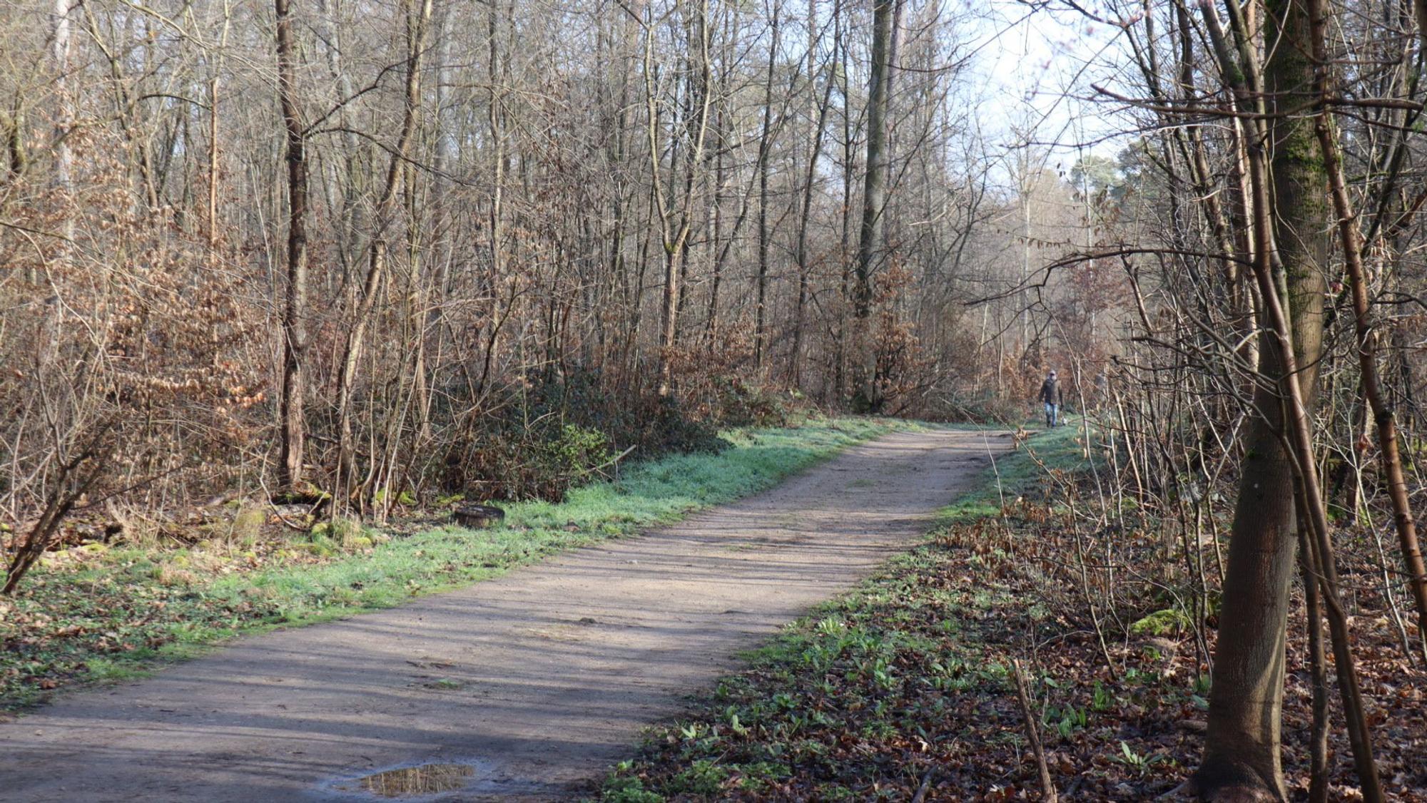 Ein Weg führt durch einen Wald.
