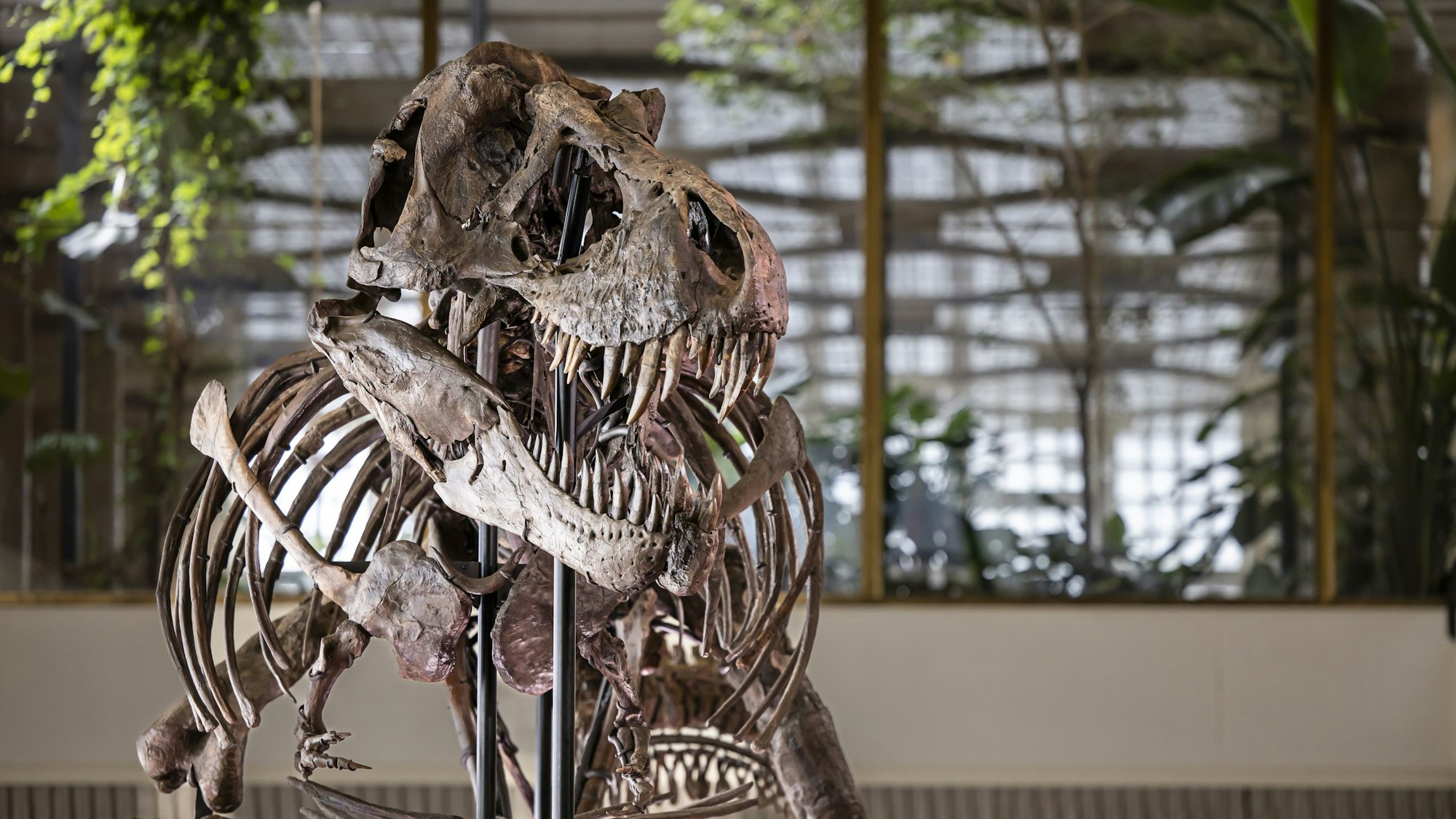 Das Skelett eines Tyrannosaurus rex namens „Trinity“.