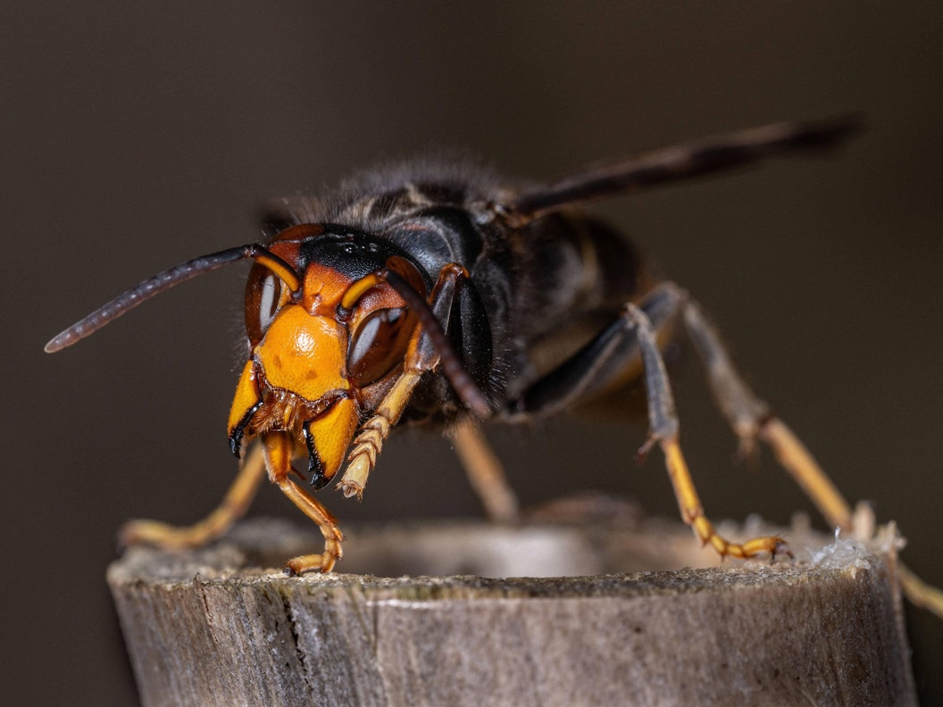 Die Asiatische Hornisse hat sich in Nordrhein-Westfalen ausgebreitet.