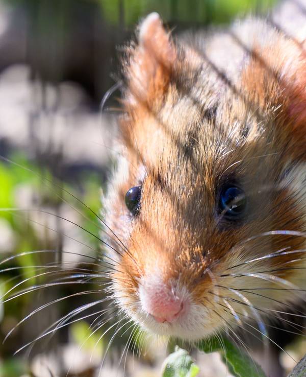 In Shenzhen sollen Hamster in einem Spielautomaten feilgeboten worden sein. Das Symbolfoto zeigt einen Feldhamster nach seiner Auswilderung auf einem Feld.