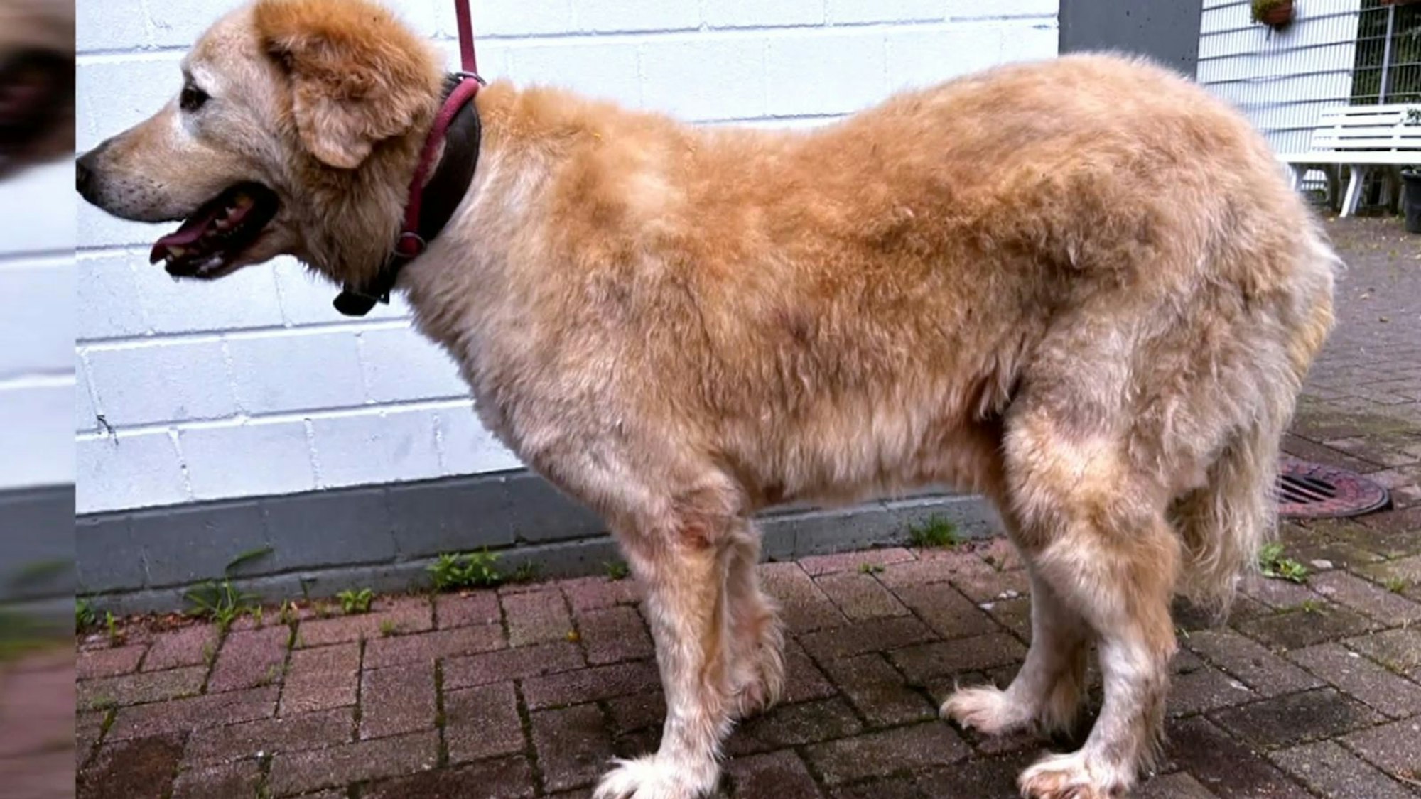 Die beiden Herdenschutzhunde wurden völlig verwahrlost beschlagnahmt. (Bild: RTL)