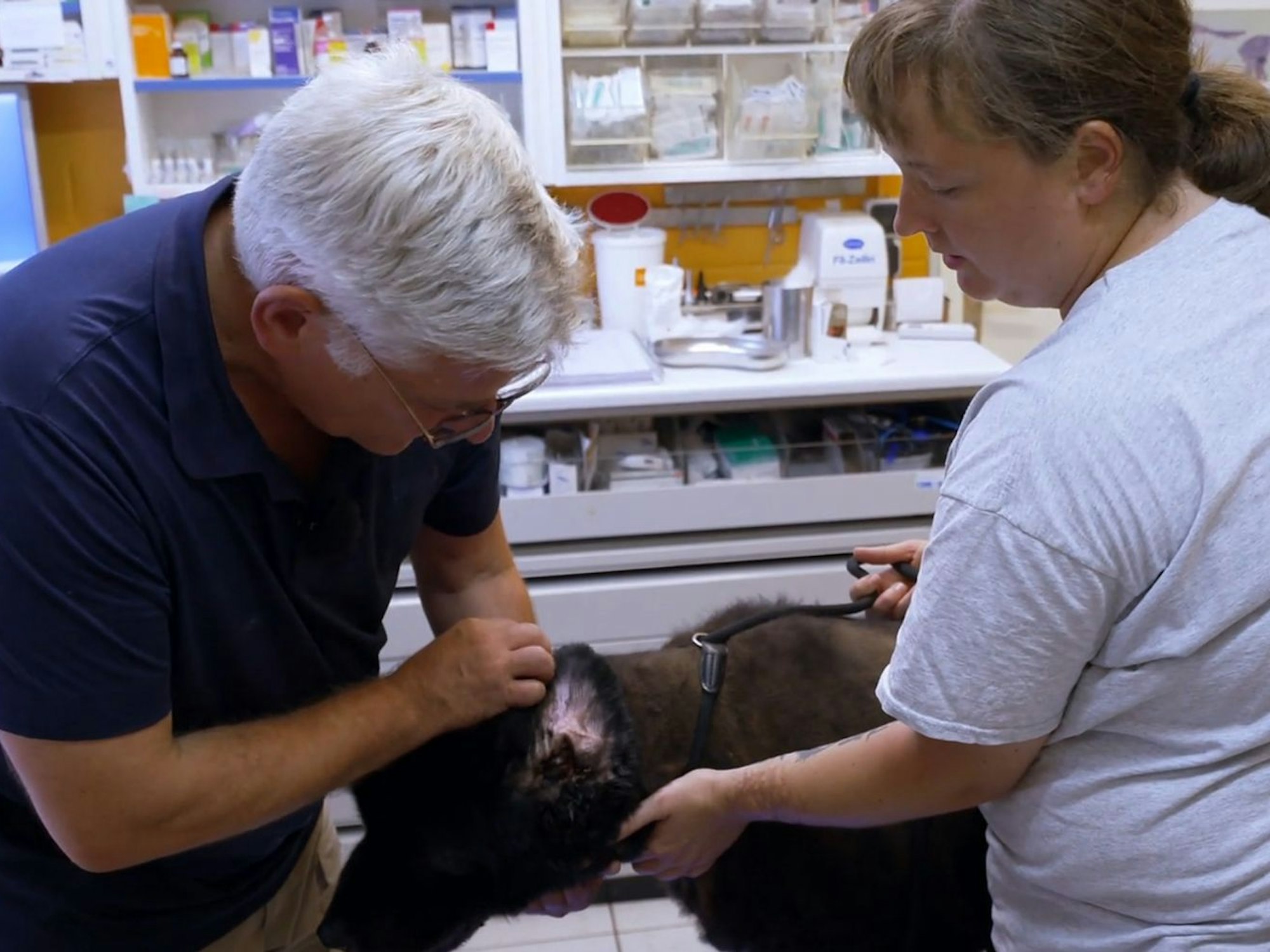 Tierheimleiter Christian Zentgraf betreut die „Unvermittelbaren“ auch als Tierarzt. (Bild: RTL)